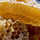 honeycombs with honey